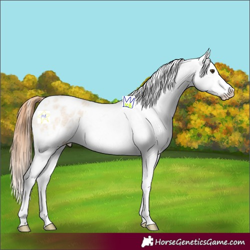 Horse Color:White Spotted Red Dun Roan Splash Appaloosa 