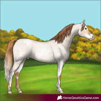Horse Color:White Spotted Red Dun Roan Splash Varnish