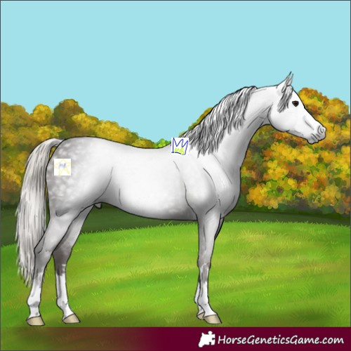 Horse Color:Gray Silver Black 