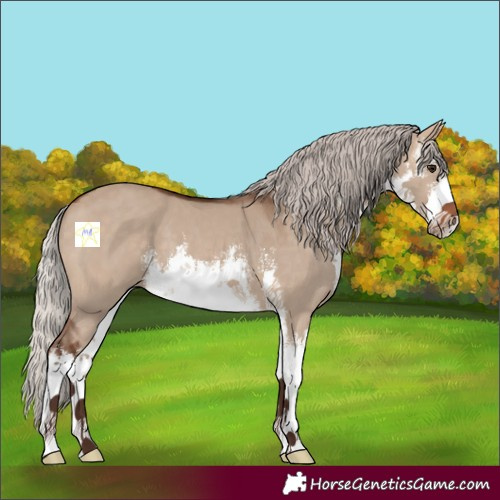 Horse Color:White Spotted Silver Brown Dun 