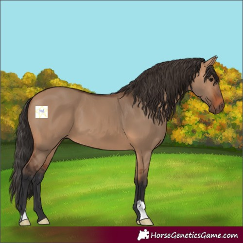 Horse Color:Bay Dun 