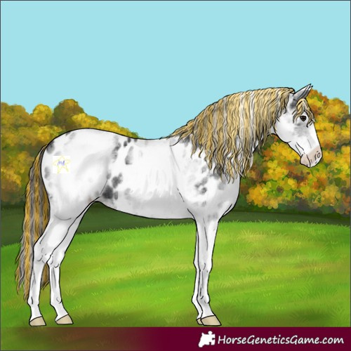 Horse Color:Painted White Spotted Black Appaloosa 
