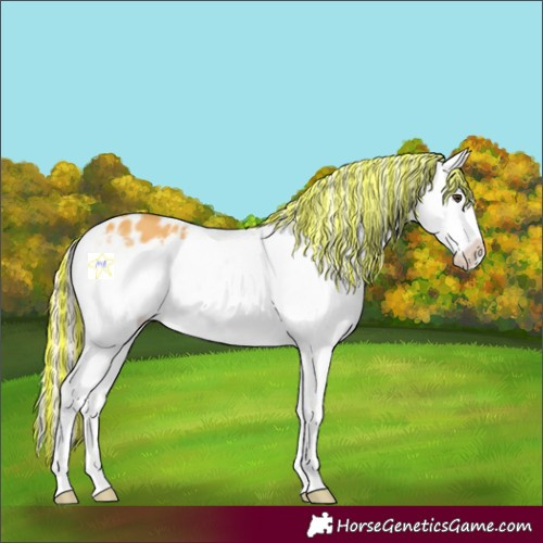 Horse Color:Painted Palomino Frame Appaloosa 