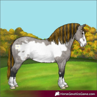 Horse Color:Painted Grullo Roan Frame 