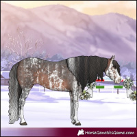 Horse Color:Brown Sabino Splash Appaloosa  and Brown Sabino Splash 