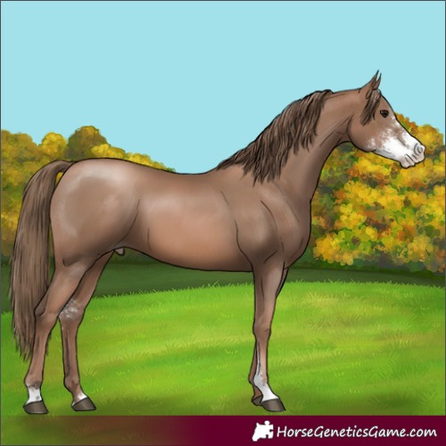 Horse Color:Black Pearl Sabino 