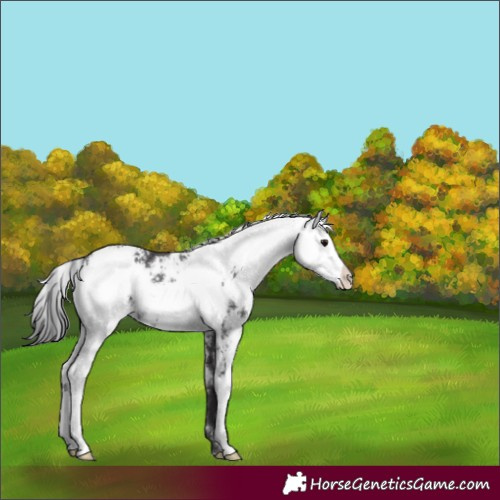 Horse Color:Smoky Black Sabino 
