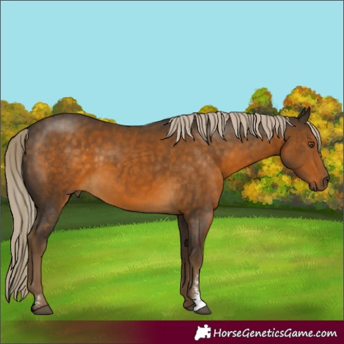 Horse Color:Chocolate Palomino Sabino 