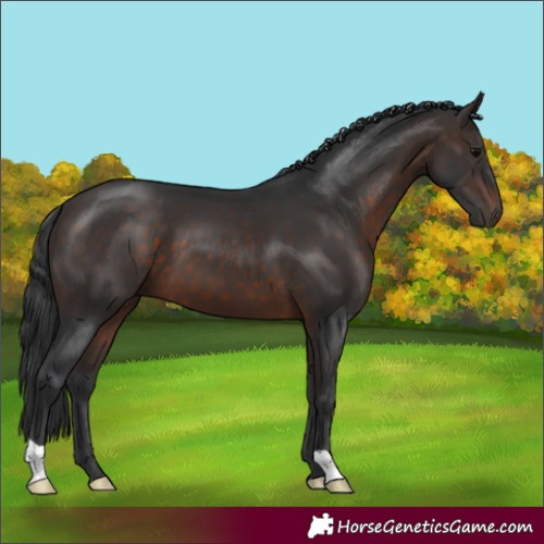 Horse Color:Brown 