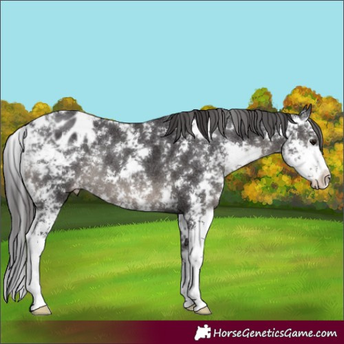 Horse Color:Smoky Black Sabino Appaloosa Rabicano 