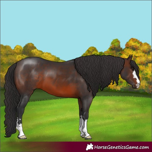 Horse Color:Brown 