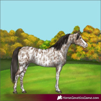 Horse Color:Liver Red Dun Sabino Splash Appaloosa  and Liver Red Dun Sabino Splash Appaloosa Rabicano 