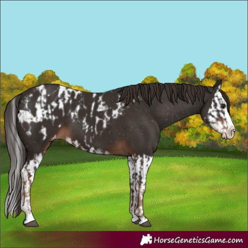 Horse Color:Liver Chestnut Sabino Splash Appaloosa  and Liver Chestnut Sabino Splash Appaloosa 