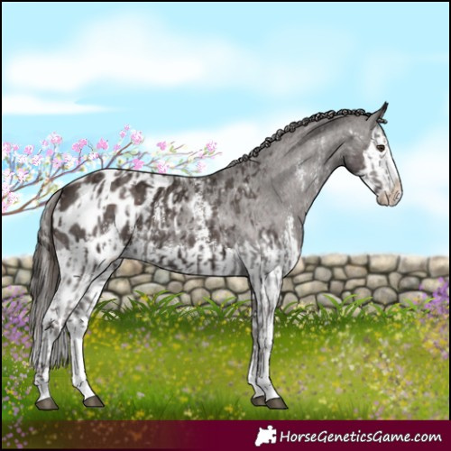 Horse Color:Liver Chestnut Sabino Splash Appaloosa and Liver Chestnut Sabino Splash Appaloosa