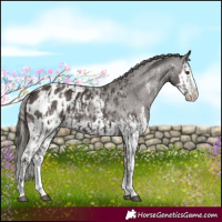 Horse Color:Liver Chestnut Sabino Splash Blanket  and Liver Chestnut Sabino Splash Blanket 