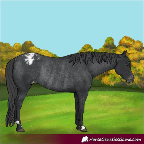 Horse Color:Black Appaloosa Rabicano 