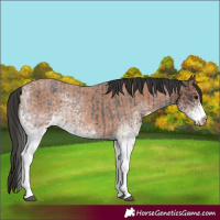 Horse Color:White Spotted Blue Roan Rabicano  and White Spotted Bay Roan Rabicano 
