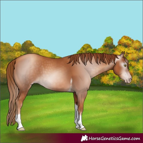 Horse Color:Gray Gold Champagne Tobiano