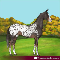 Horse Color:Liver Chestnut Sabino Splash Appaloosa and Liver Chestnut Sabino Splash Appaloosa