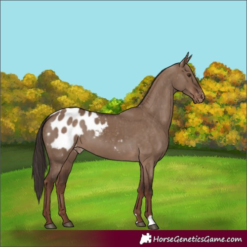 Horse Color:Liver Red Dun Blanket 