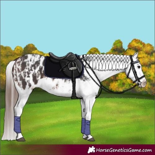 Horse Color:Brown Sabino Splash Appaloosa  and Bay Sabino Splash Appaloosa 