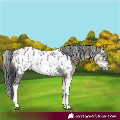 Horse Color:Grullo Sabino Splash Appaloosa  and Grullo Sabino Splash Frame Appaloosa 