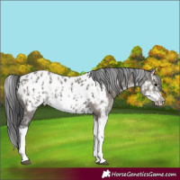 Horse Color:Grullo Sabino Splash Appaloosa  and Grullo Sabino Splash Frame Appaloosa 