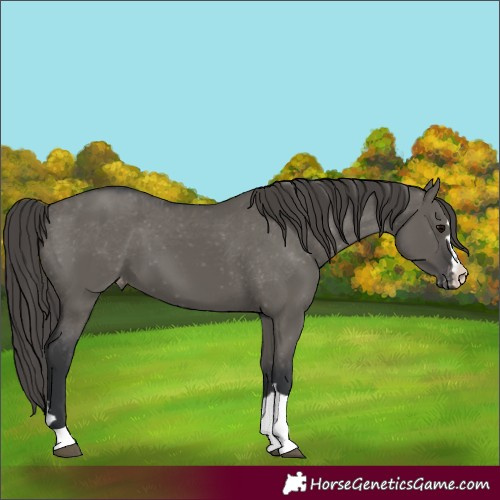 Horse Color:Grullo Appaloosa 