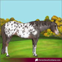 Horse Color:Liver Chestnut Sabino Splash Appaloosa  and Liver Chestnut Sabino Splash Appaloosa 