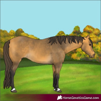 Horse Color:Buckskin 
