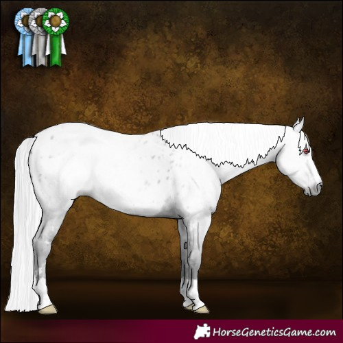 Horse Color:Gray Silver Black Chinchilla Appaloosa