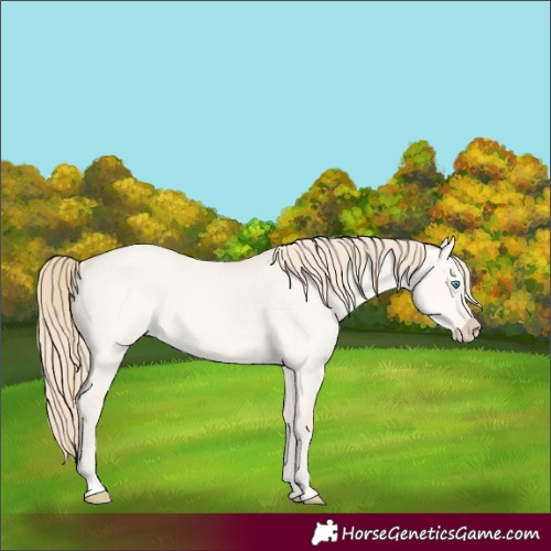Horse Color:Perlino Roan Dun 