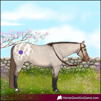 Horse Color:Bay Roan Dun Appaloosa 