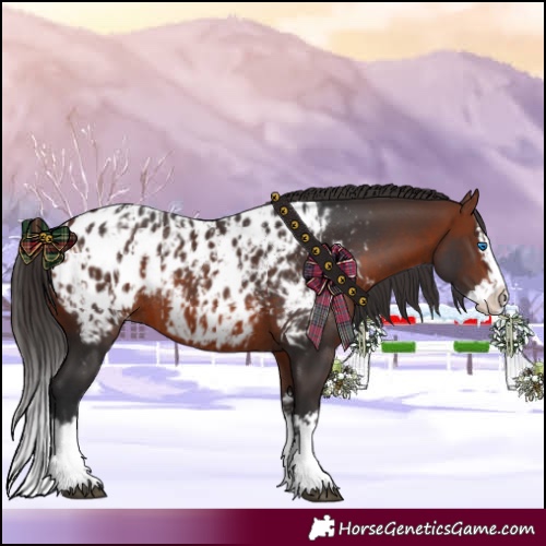 Horse Color:Bay Sabino Splash Appaloosa  and Bay Sabino Splash Appaloosa 