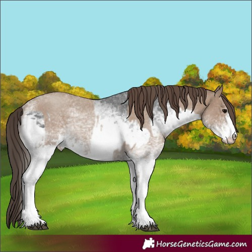 Horse Color:White Spotted Blue Roan Rabicano and White Spotted Classic Champagne Roan Rabicano