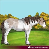 Horse Color:White Spotted Blue Roan Rabicano  and White Spotted Classic Champagne Roan Rabicano 