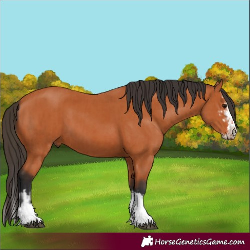 Horse Color:Bay  and Bay Splash 