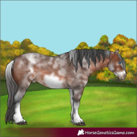 Horse Color:White Spotted Brown Roan Frame 