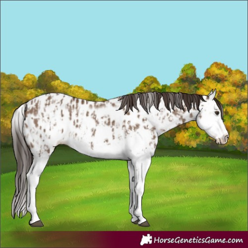Horse Color:Liver Red Dun Sabino Splash Appaloosa  and Liver Red Dun Sabino Splash Frame Appaloosa 
