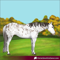 Horse Color:Liver Red Dun Sabino Splash Appaloosa  and Liver Red Dun Sabino Splash Frame Appaloosa 