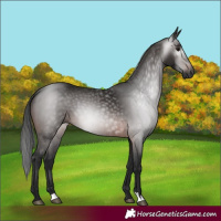 Horse Color:Gray Bay 