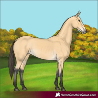 Horse Color:Buckskin 