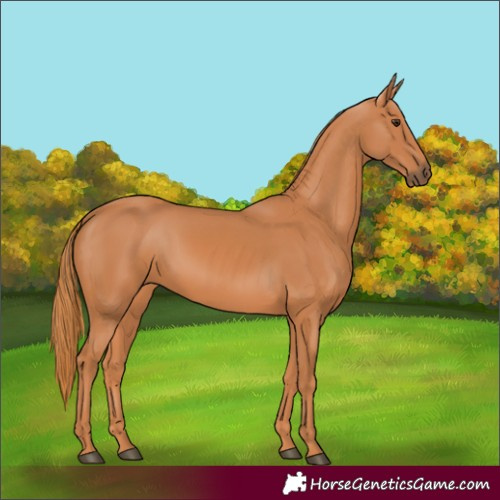 Horse Color:Chestnut 