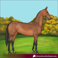 Horse Color:Bay 