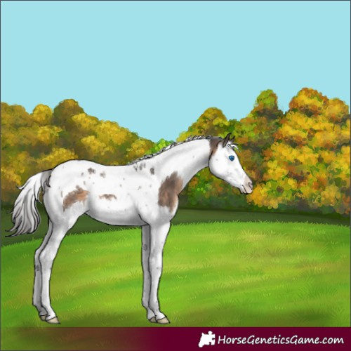 Horse Color:Brown Dun Splash Tobiano 