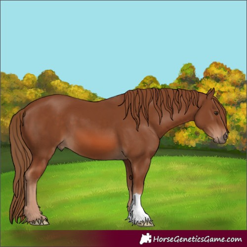 Horse Color:Chestnut 