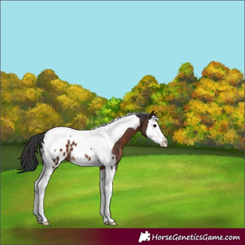 Horse Color:Brown Sabino Splash Tobiano Appaloosa 