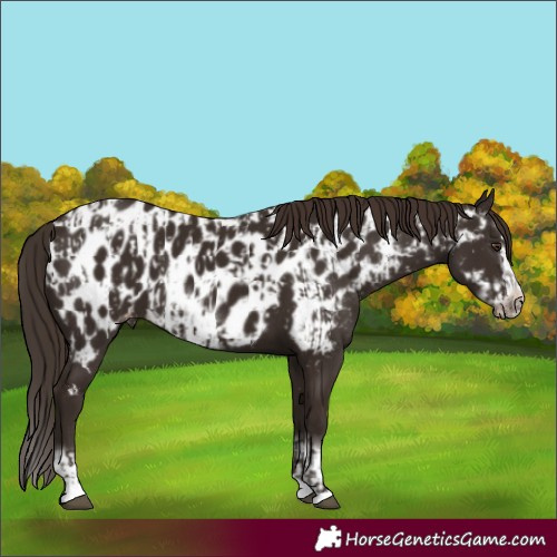 Horse Color:Liver Chestnut Sabino Splash Appaloosa  and Liver Chestnut Sabino Splash Frame Appaloosa 
