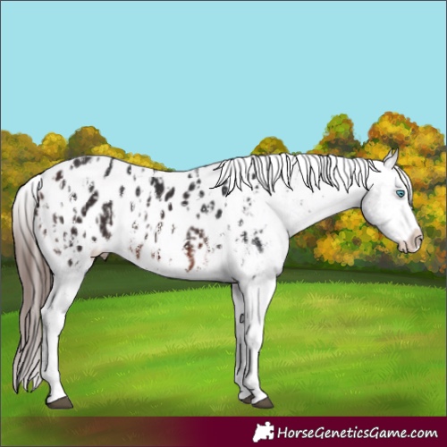 Horse Color:Brown Sabino Splash Appaloosa  and Brown Sabino Splash Appaloosa 