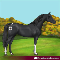 Horse Color:Black Tobiano Rabicano 